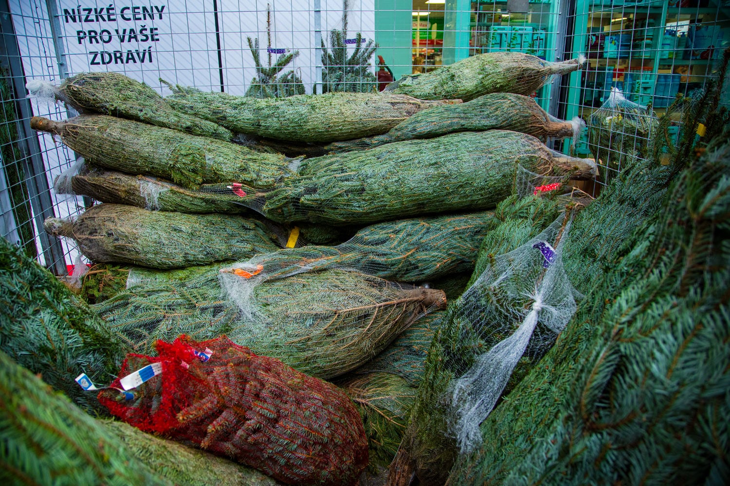 Prodej vánočních stromků 2019