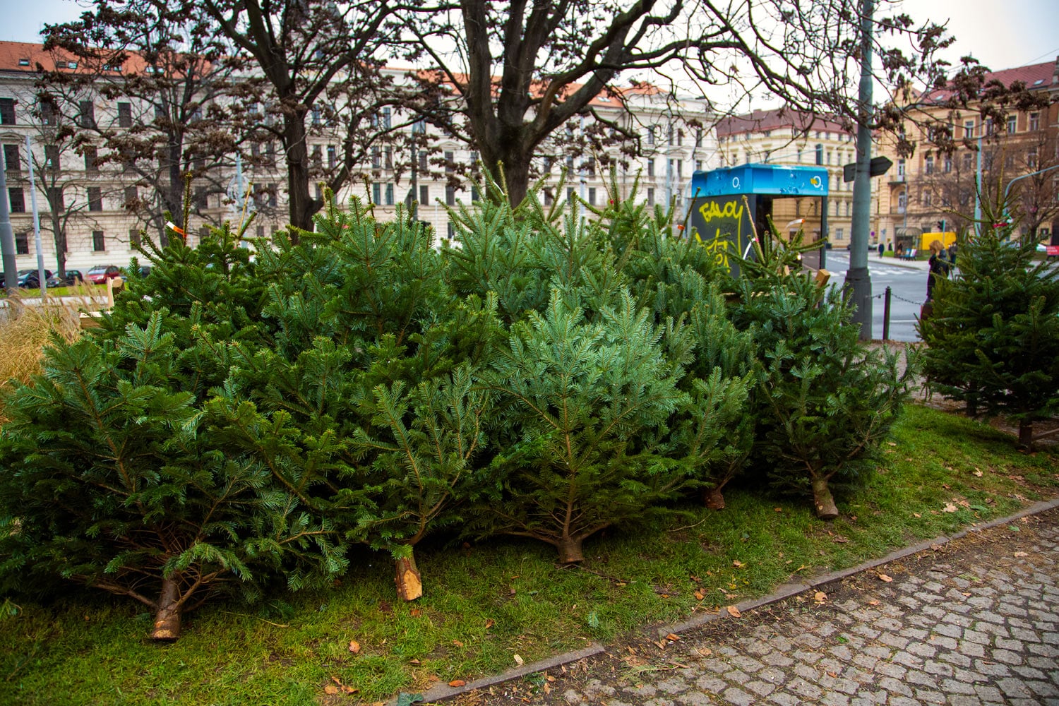 Prodej vánočních stromků 2019