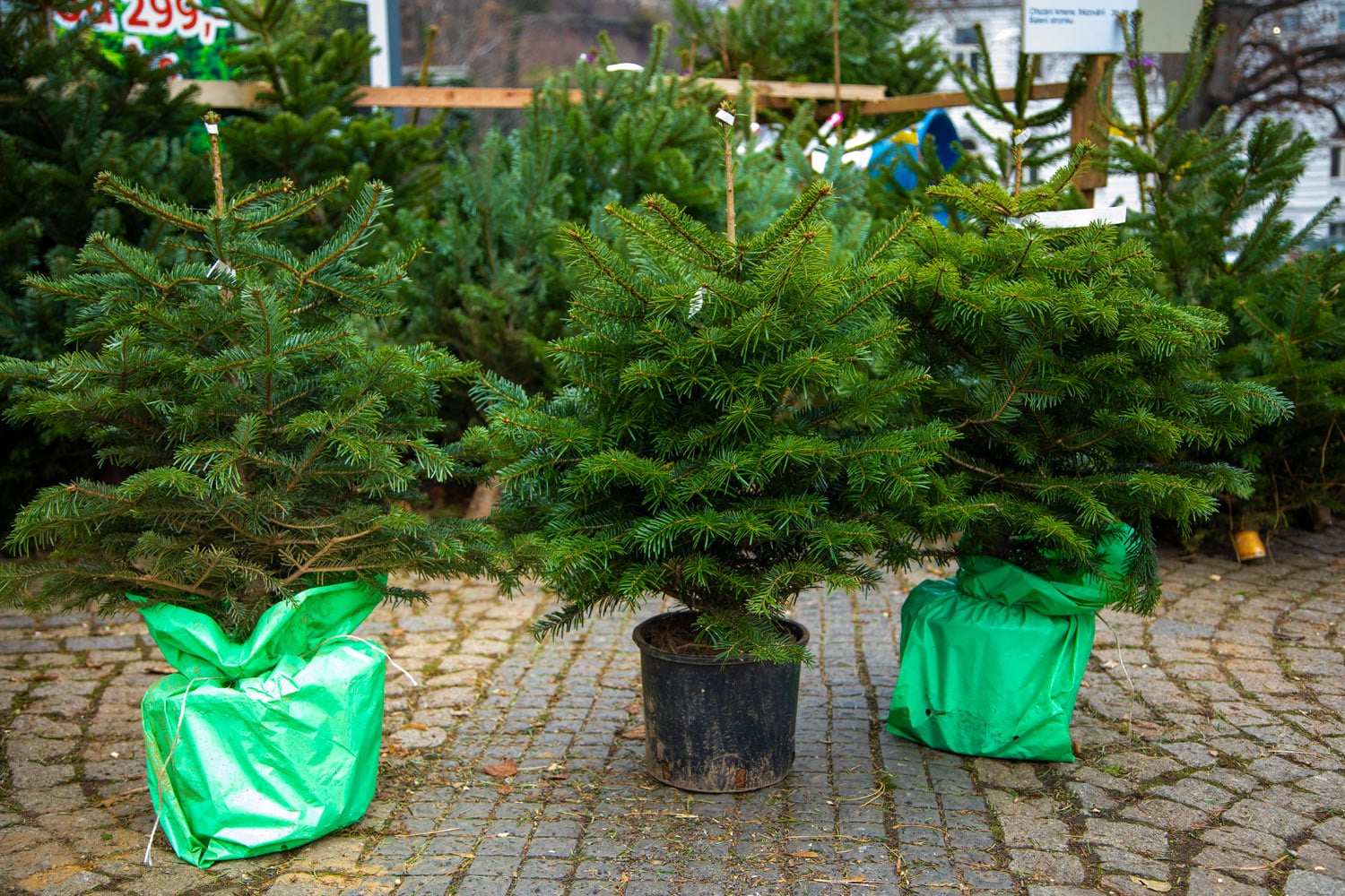 Prodej vánočních stromků 2019