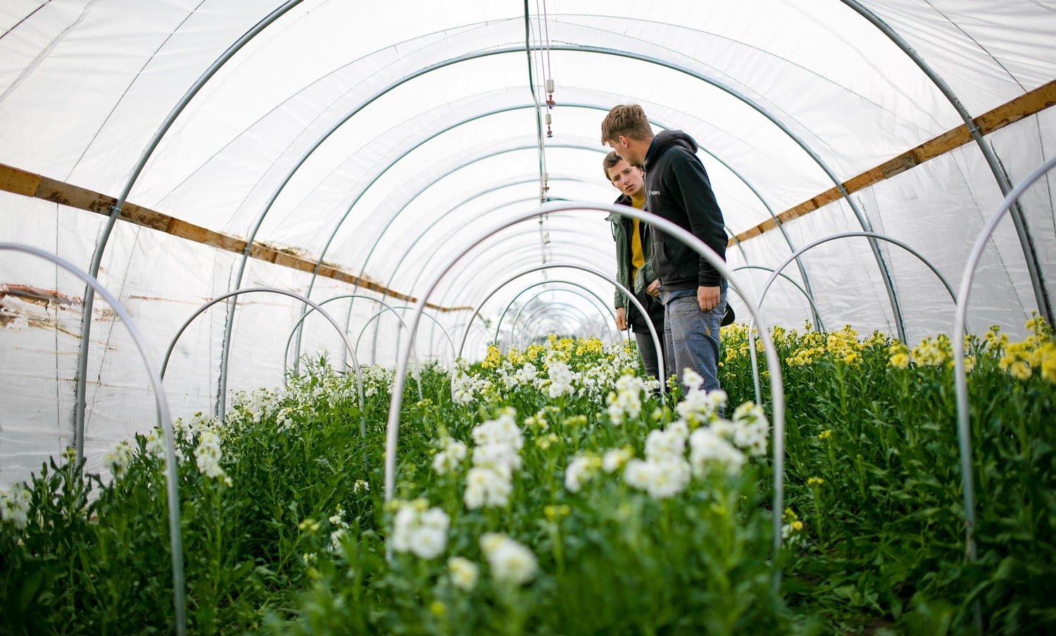 Porada ve fóliovníku.