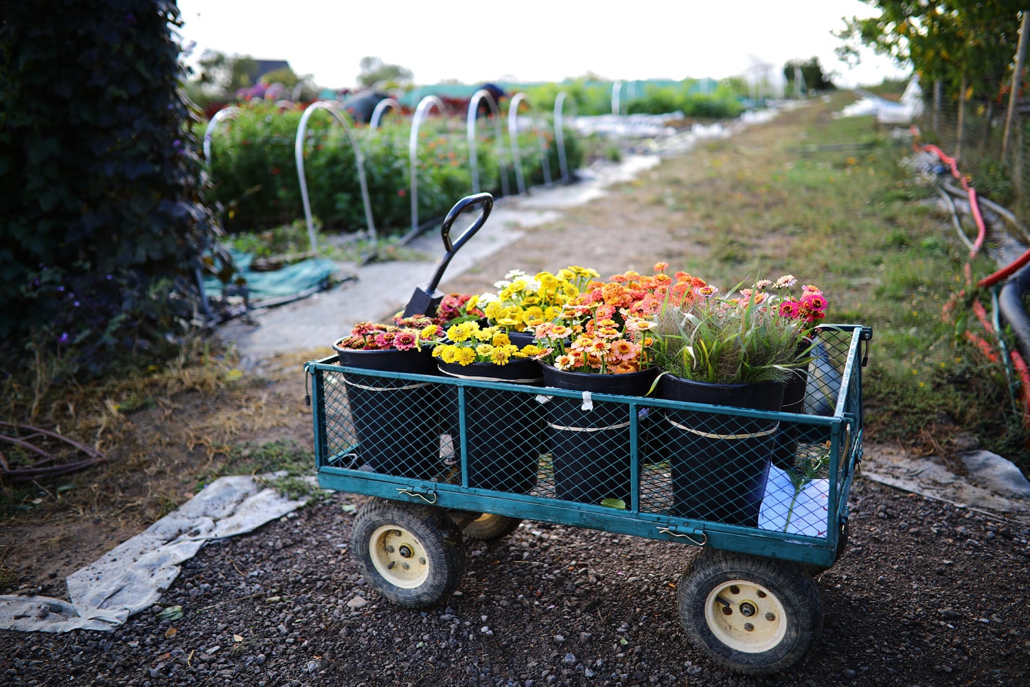 Čerstvě nařezané květiny, do druhého dne budou u zákaznic a zákazníků.