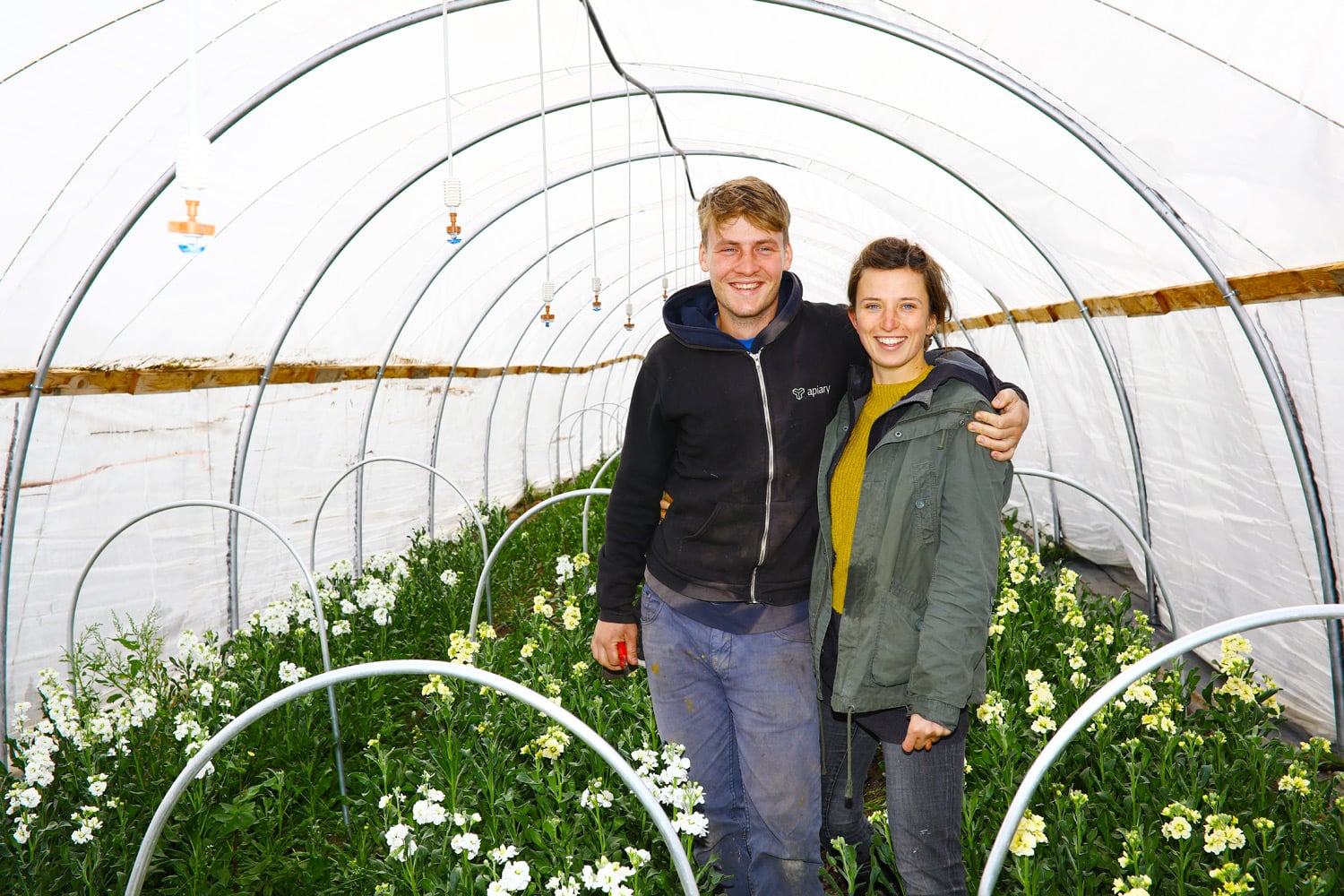 Ve fóliovníku mezi fialami.