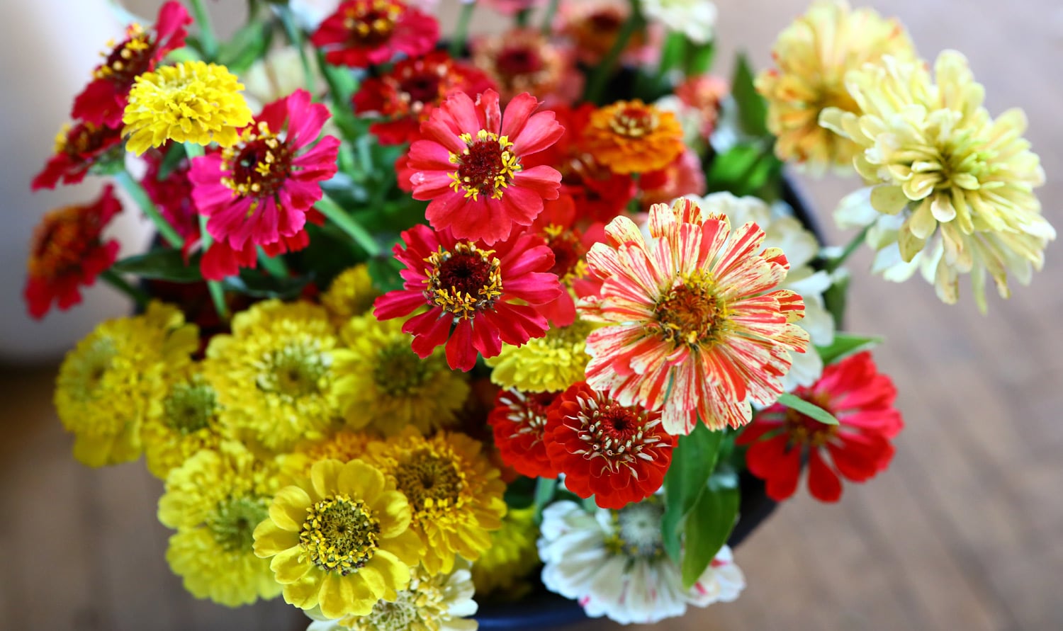 Založili květinovou farmu. Podívejte se, jak květiny pěstují