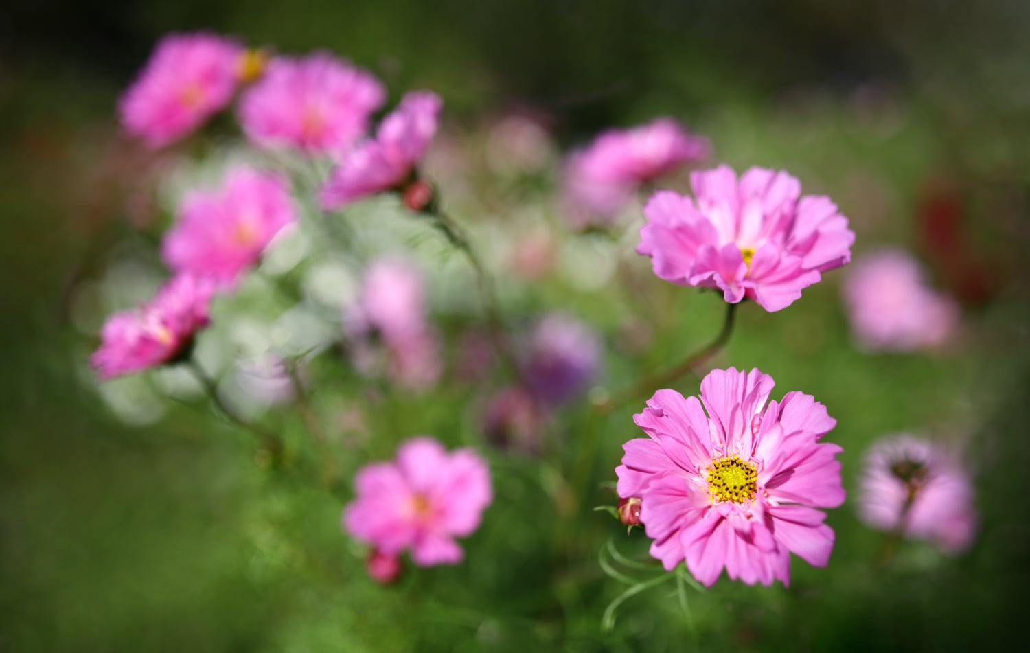 Založili květinovou farmu. Podívejte se, jak květiny pěstují