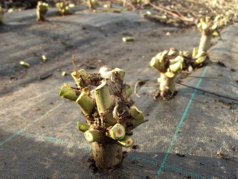Košíkářka se nezastaví. Co v týdnu vyrobí, to o víkendu prodá.