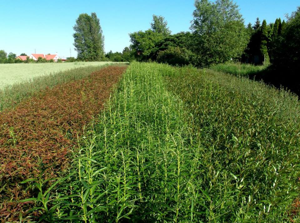 Košíkářka se nezastaví. Co v týdnu vyrobí, to o víkendu prodá.