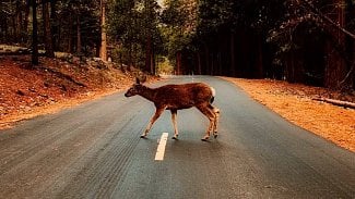 Náhledový obrázek - Kde hrozí nejvyšší riziko srážky se zvěří? Překvapivě v Praze