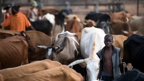 Náhledový obrázek - Jeďte si půjčit do Zimbabwe. Ručit můžete kravkou i lednicí