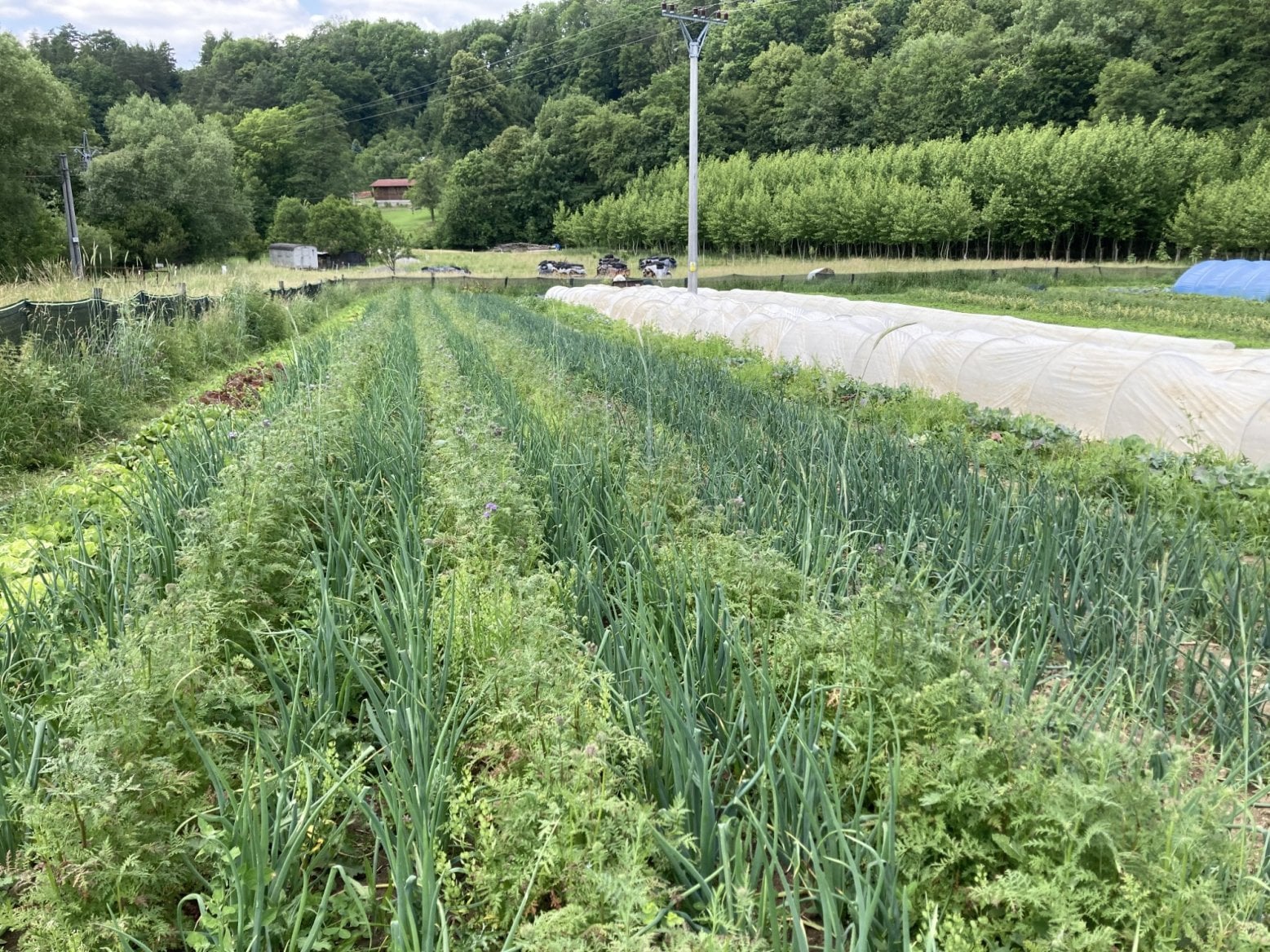 Záhony od Zelenina Vizovice
