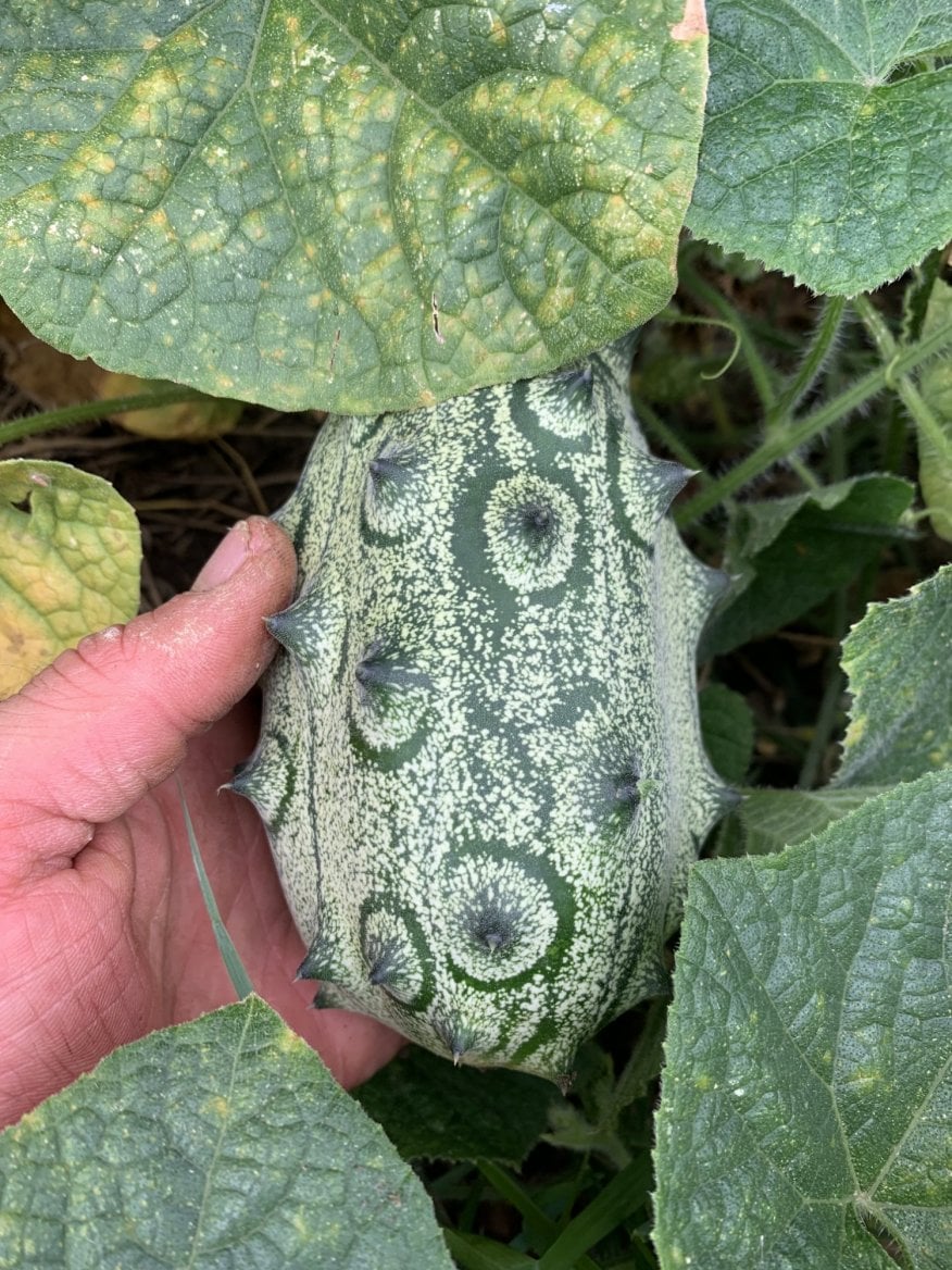 Kiwano od Zelenina Vizovice