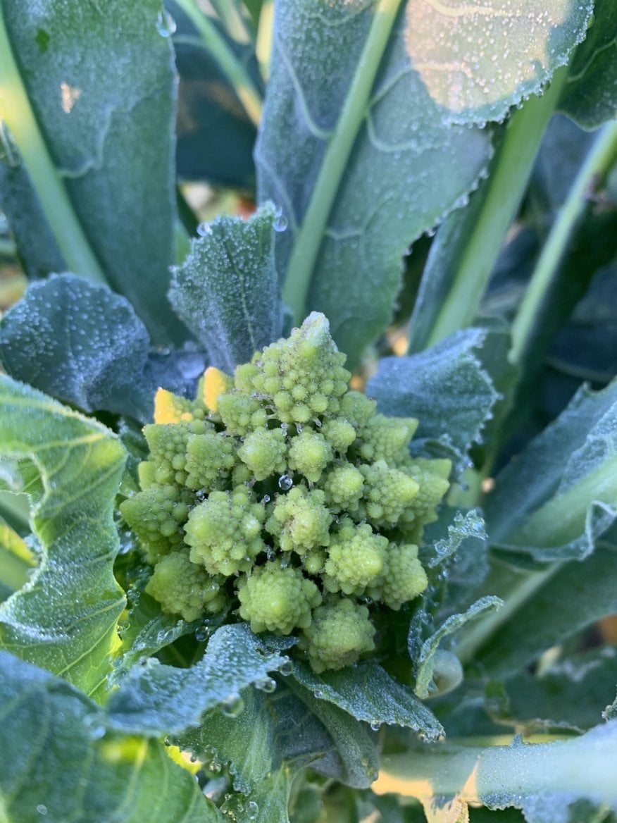 Romanesco od Zelenina Vizovice