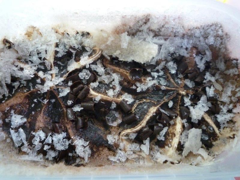 ICE CREATION Schoko Becher - mražený mléčný krém. U výrobku bylo patrné rozmražení a opětovné zmražení výrobku - pokleslý objemu výrobku, výrobek odloučený od stěn obalu, s vyloučenými průhlednými krystaly ledu