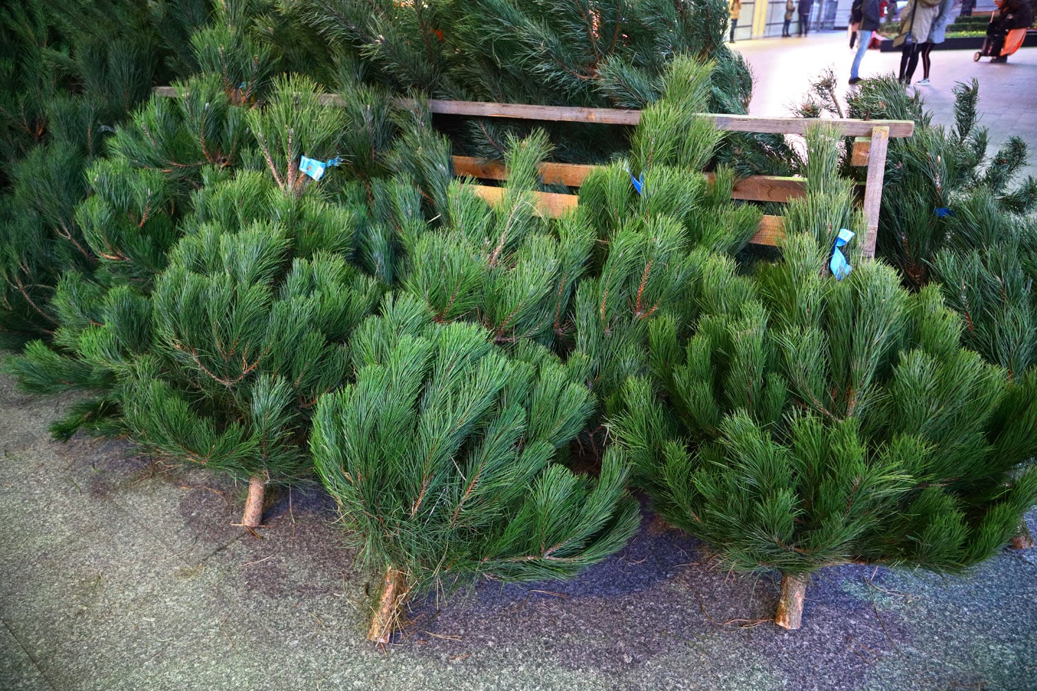 Prodej vánočních stromů 2017