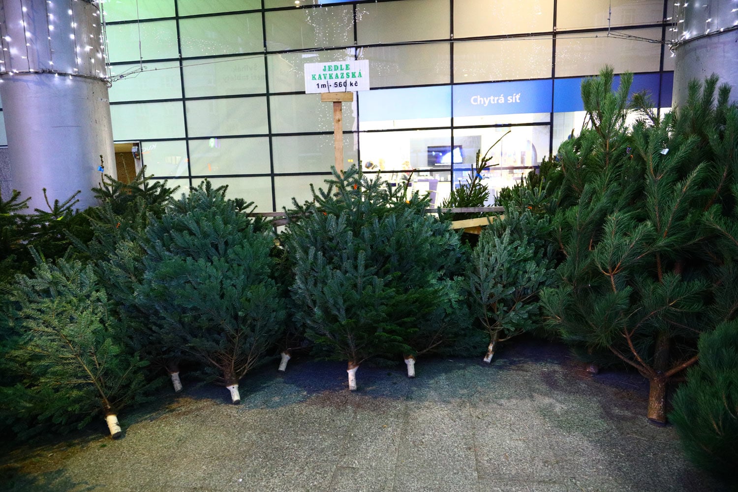 Prodej vánočních stromů 2017