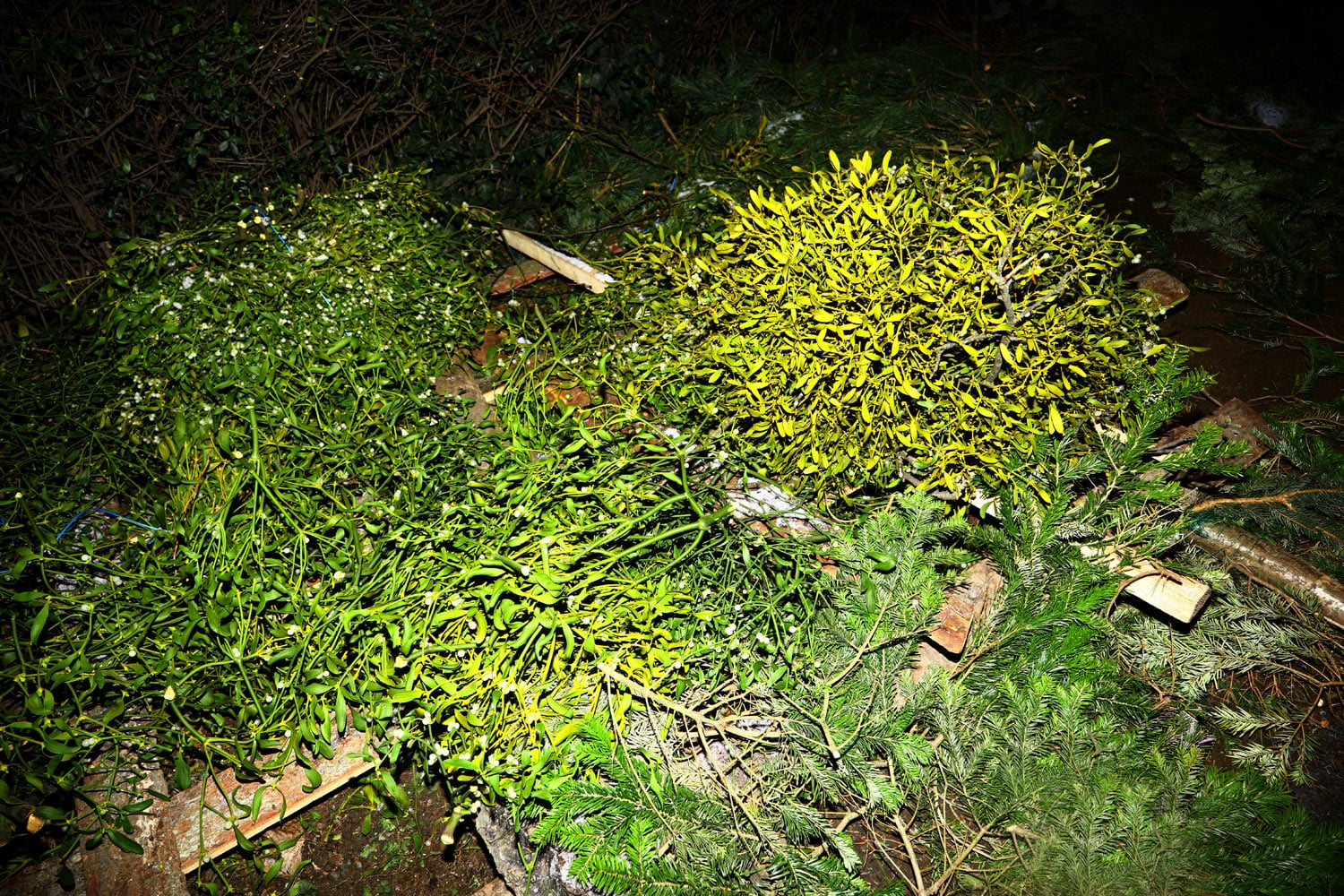 Prodej vánočních stromů 2017