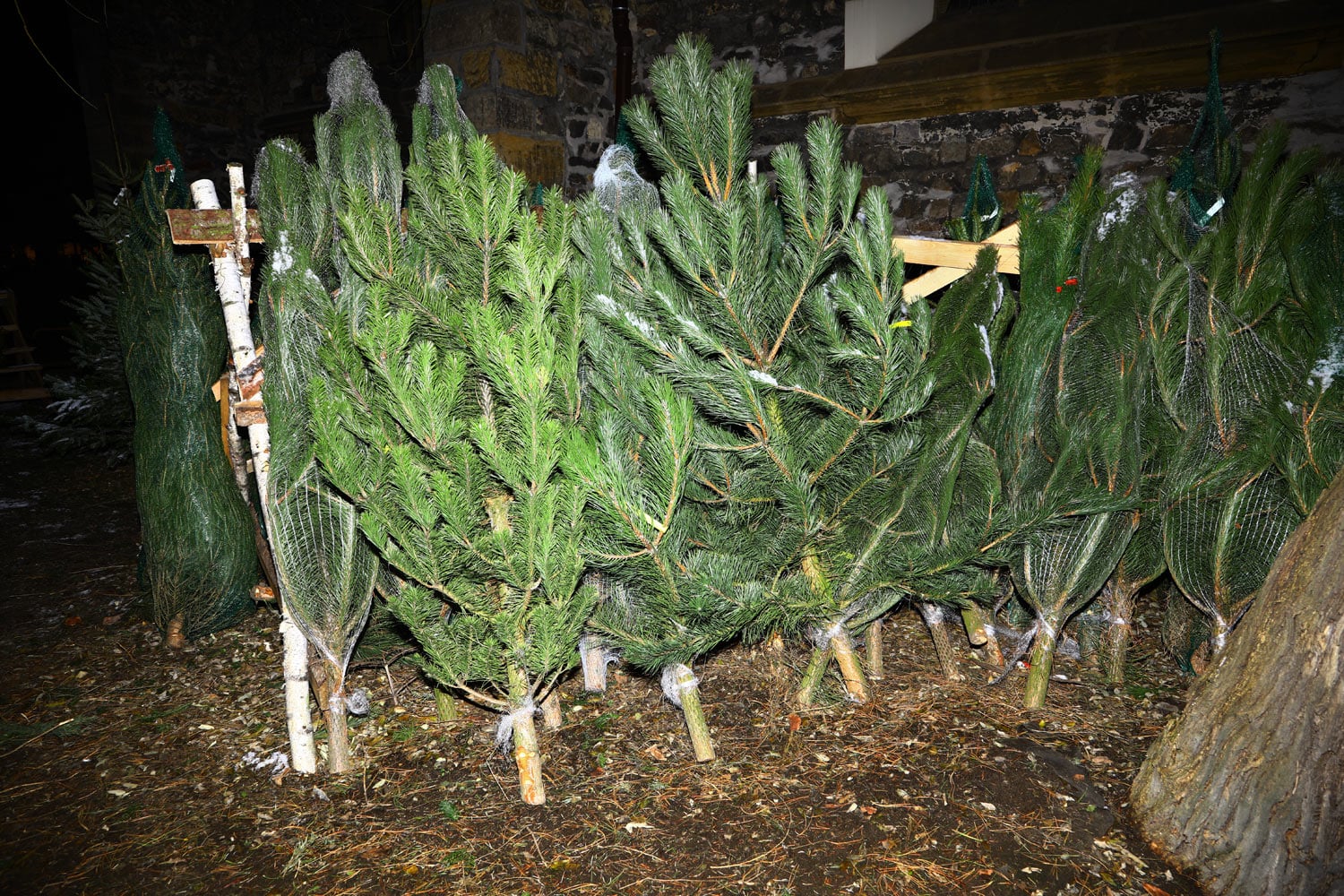 Prodej vánočních stromů 2017