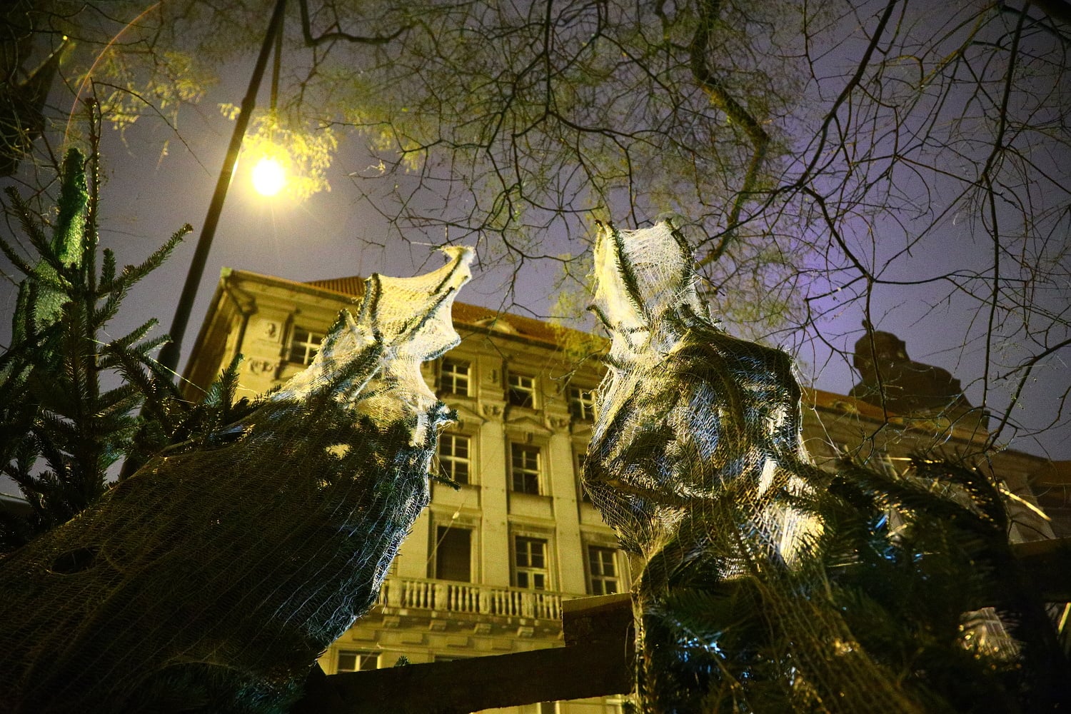 Prodej vánočních stromů 2017