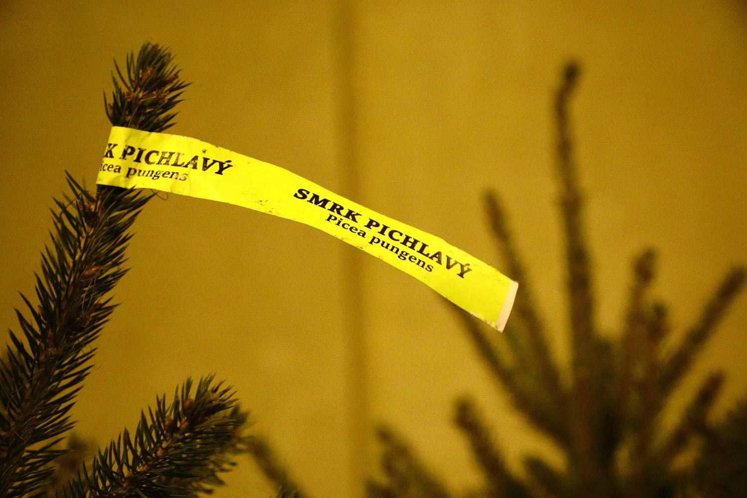 Prodej vánočních stromů 2017