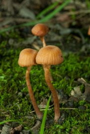 Čepičnatka jehličnanová (Galerina marginata)