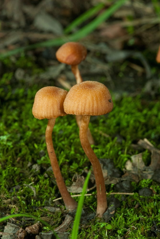Čepičnatka jehličnanová (Galerina marginata)