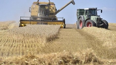 Náhledový obrázek - Účet za sucho: méně obilí, více řepky