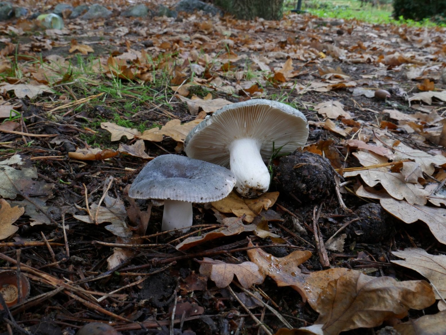 holubinka namodralá