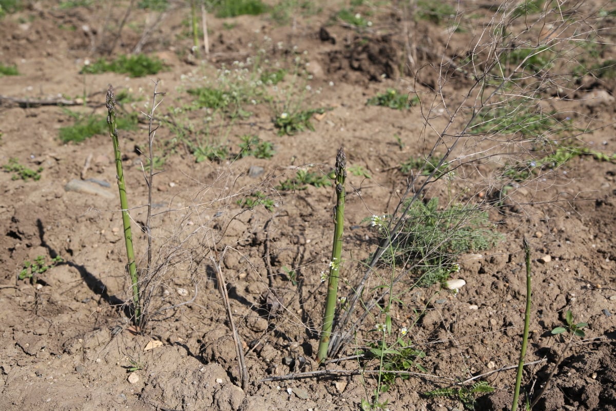 Chřest z Hostína u Vojkovic chutná i v Dubaji, Moskvě a Berlíně.