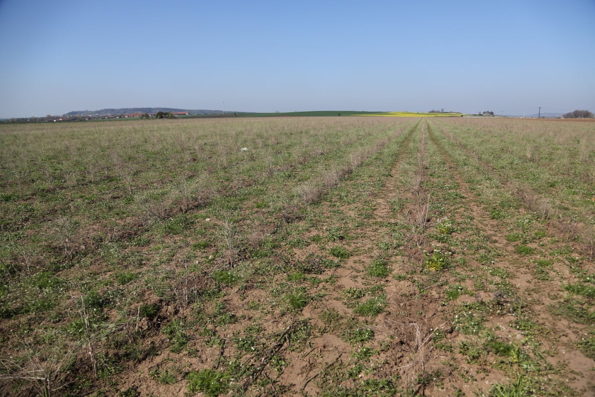 Chřest z Hostína u Vojkovic chutná i v Dubaji, Moskvě a Berlíně.