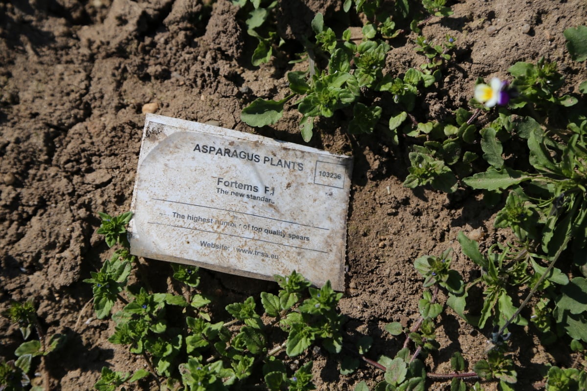 Chřest z Hostína u Vojkovic chutná i v Dubaji, Moskvě a Berlíně.