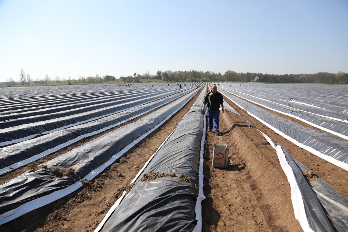 Chřest z Hostína u Vojkovic chutná i v Dubaji, Moskvě a Berlíně.