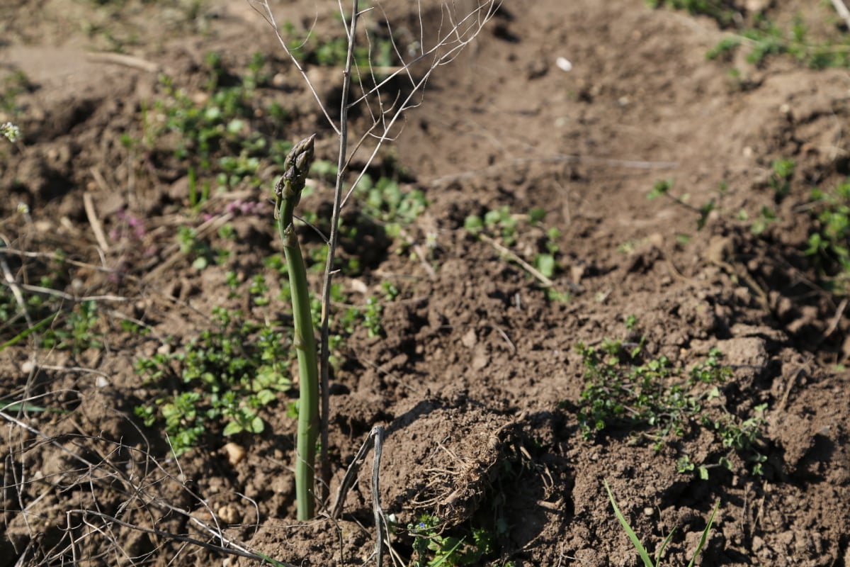 Chřest z Hostína u Vojkovic chutná i v Dubaji, Moskvě a Berlíně.