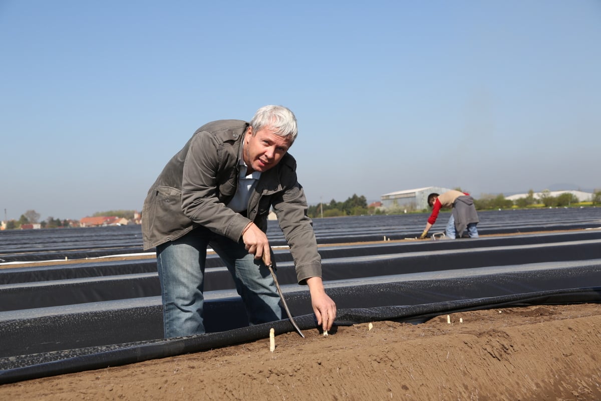 Chřest z Hostína u Vojkovic chutná i v Dubaji, Moskvě a Berlíně.