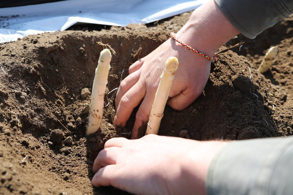 Chřest z Hostína u Vojkovic chutná i v Dubaji, Moskvě a Berlíně.