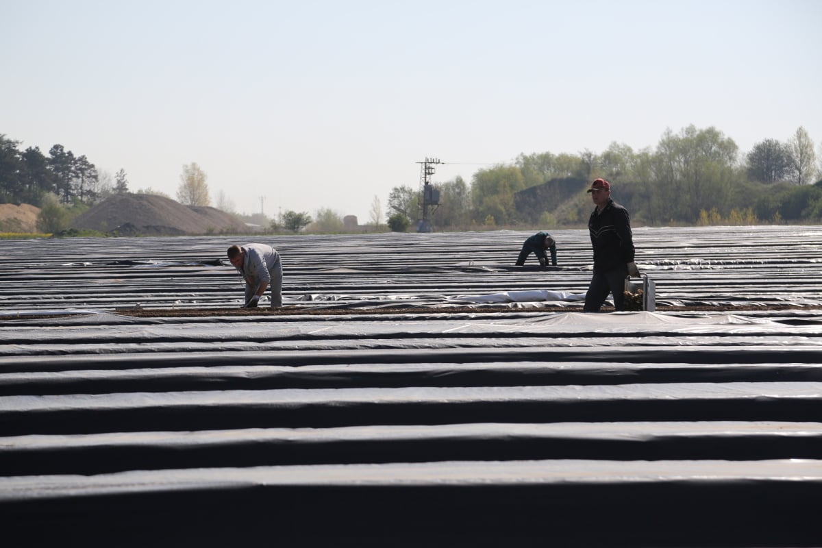 Chřest z Hostína u Vojkovic chutná i v Dubaji, Moskvě a Berlíně.