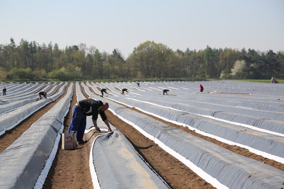 Chřest z Hostína u Vojkovic chutná i v Dubaji, Moskvě a Berlíně.