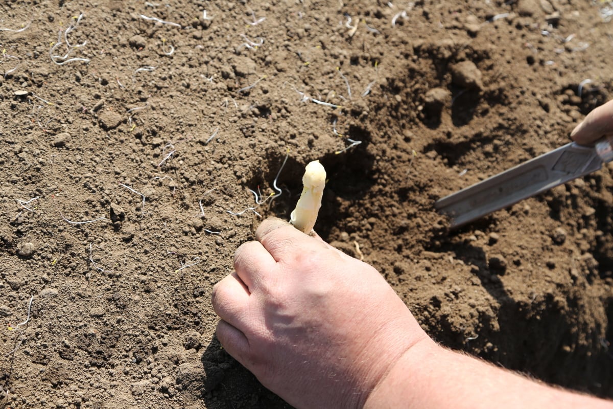 Chřest z Hostína u Vojkovic chutná i v Dubaji, Moskvě a Berlíně.