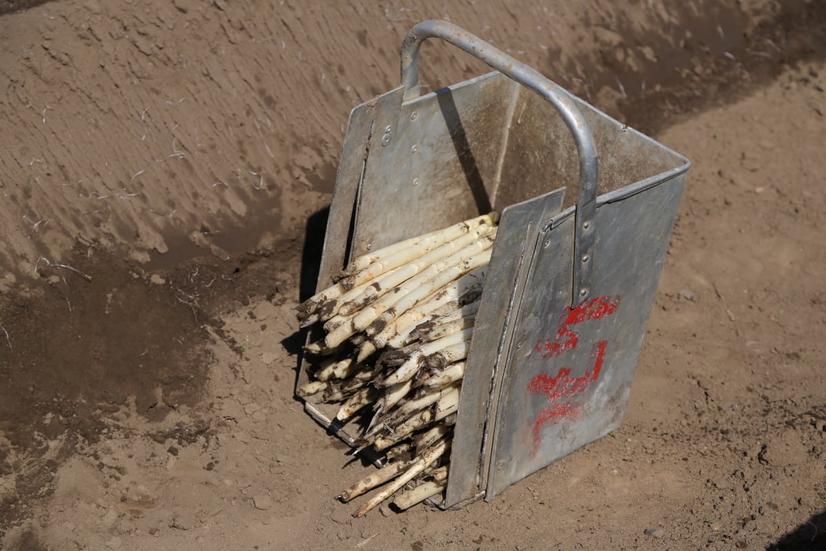 Chřest z Hostína u Vojkovic chutná i v Dubaji, Moskvě a Berlíně.