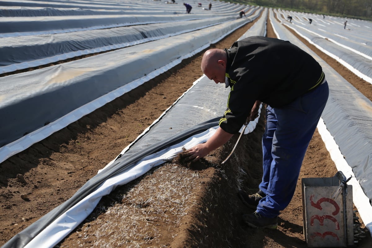 Chřest z Hostína u Vojkovic chutná i v Dubaji, Moskvě a Berlíně.