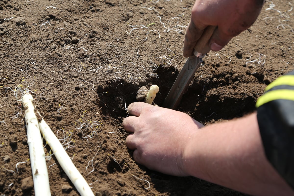 Chřest z Hostína u Vojkovic chutná i v Dubaji, Moskvě a Berlíně.