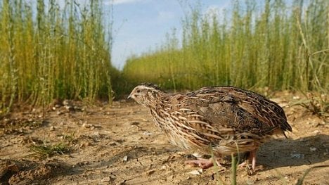 Náhledový obrázek - Zemědělství v EU zabíjí ptáky i hmyz. Změňte to, naléhají vědci na Brusel