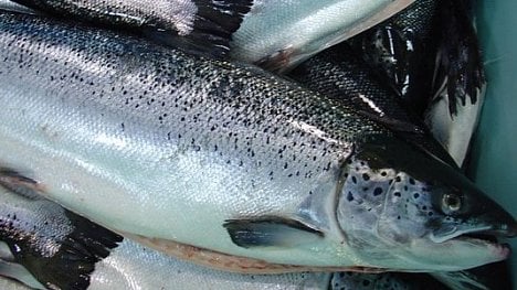 Náhledový obrázek - Cena lososa láme rekordy. Může za to mořská veš