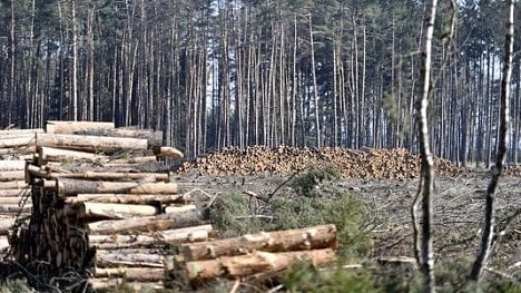 Náhledový obrázek - Škody za půl bilionu. Moc využitelného lesa nám nezůstane, tuší výzkumník Horáček