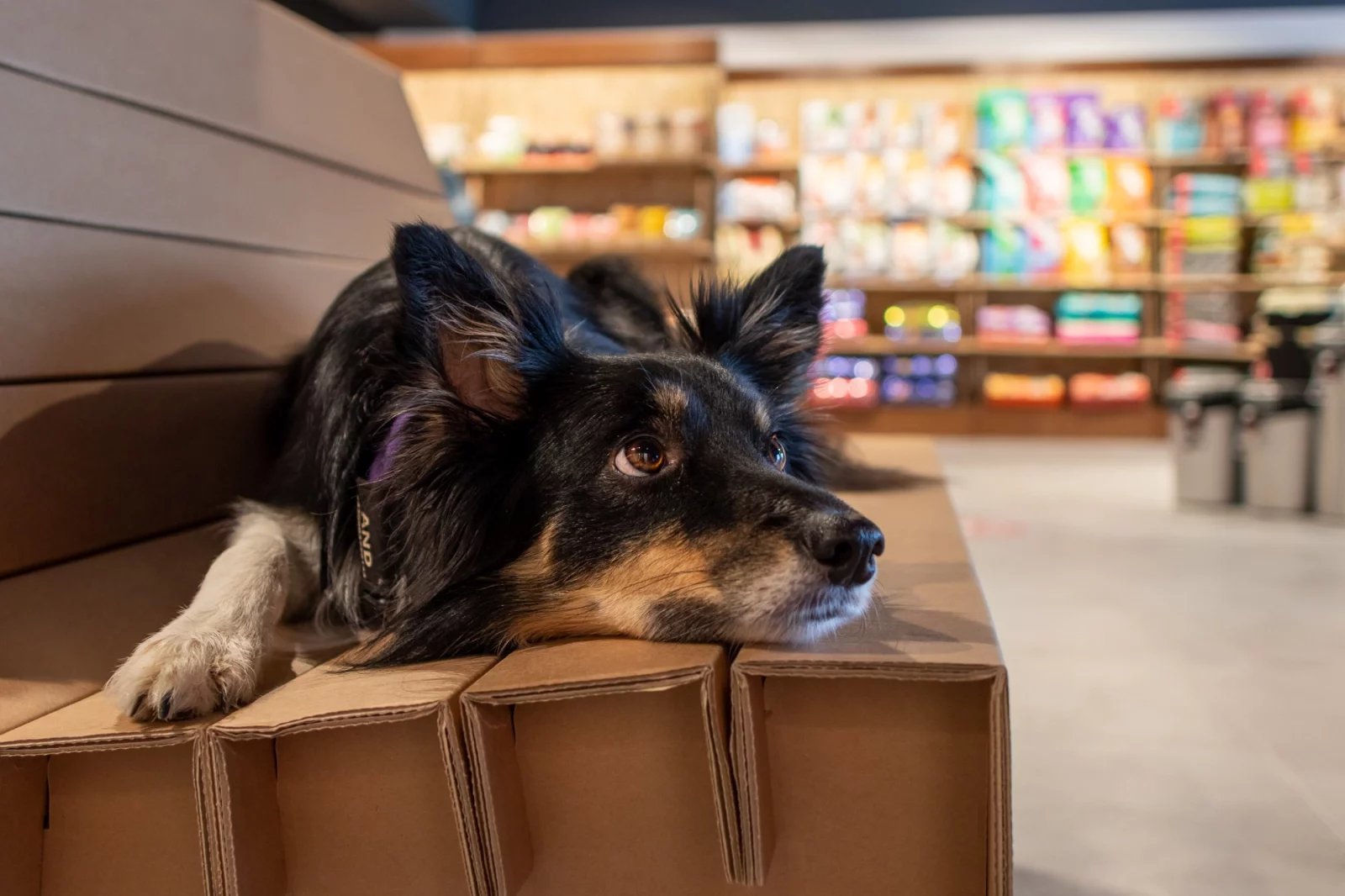 Spokojený pes v prodejně