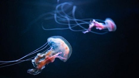 Náhledový obrázek - Organismy na dně oceánu mohou léčit i rakovinu. Kvůli těžbě jim hrozí zánik