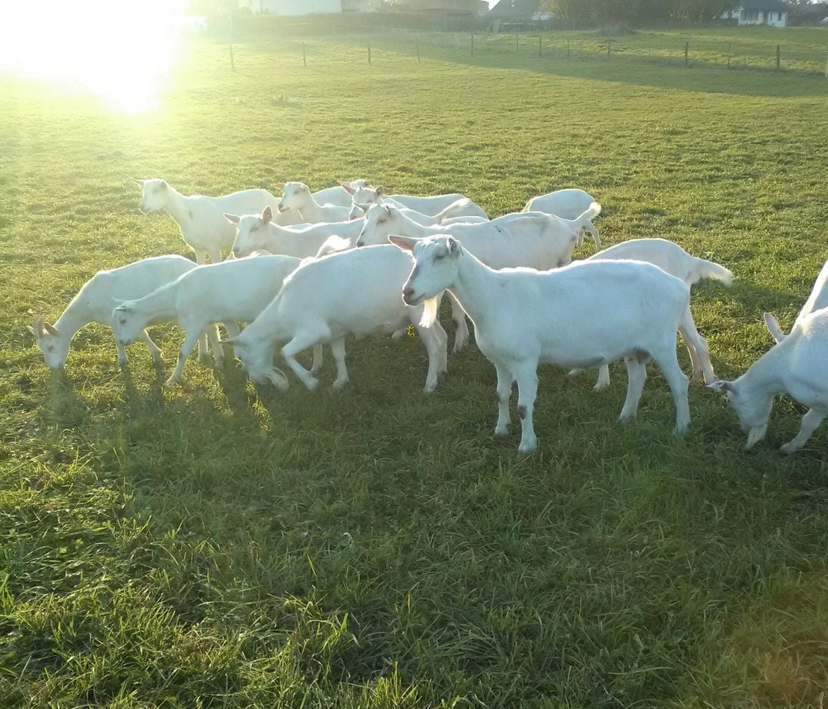 Bon Lait Gurmánská minimlékárna