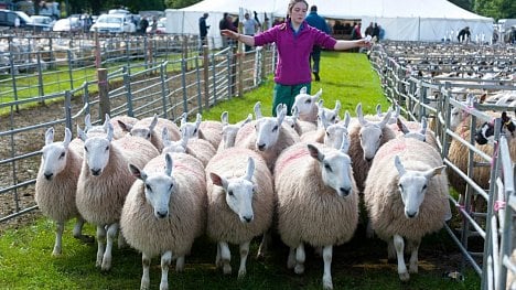 Náhledový obrázek - Farmáři v Británii se hroutí. Kampaň proti masu je stresuje
