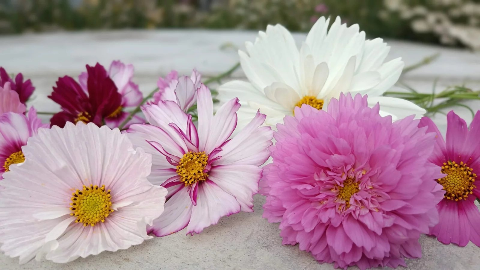 Květy od Kvítí z dědiny