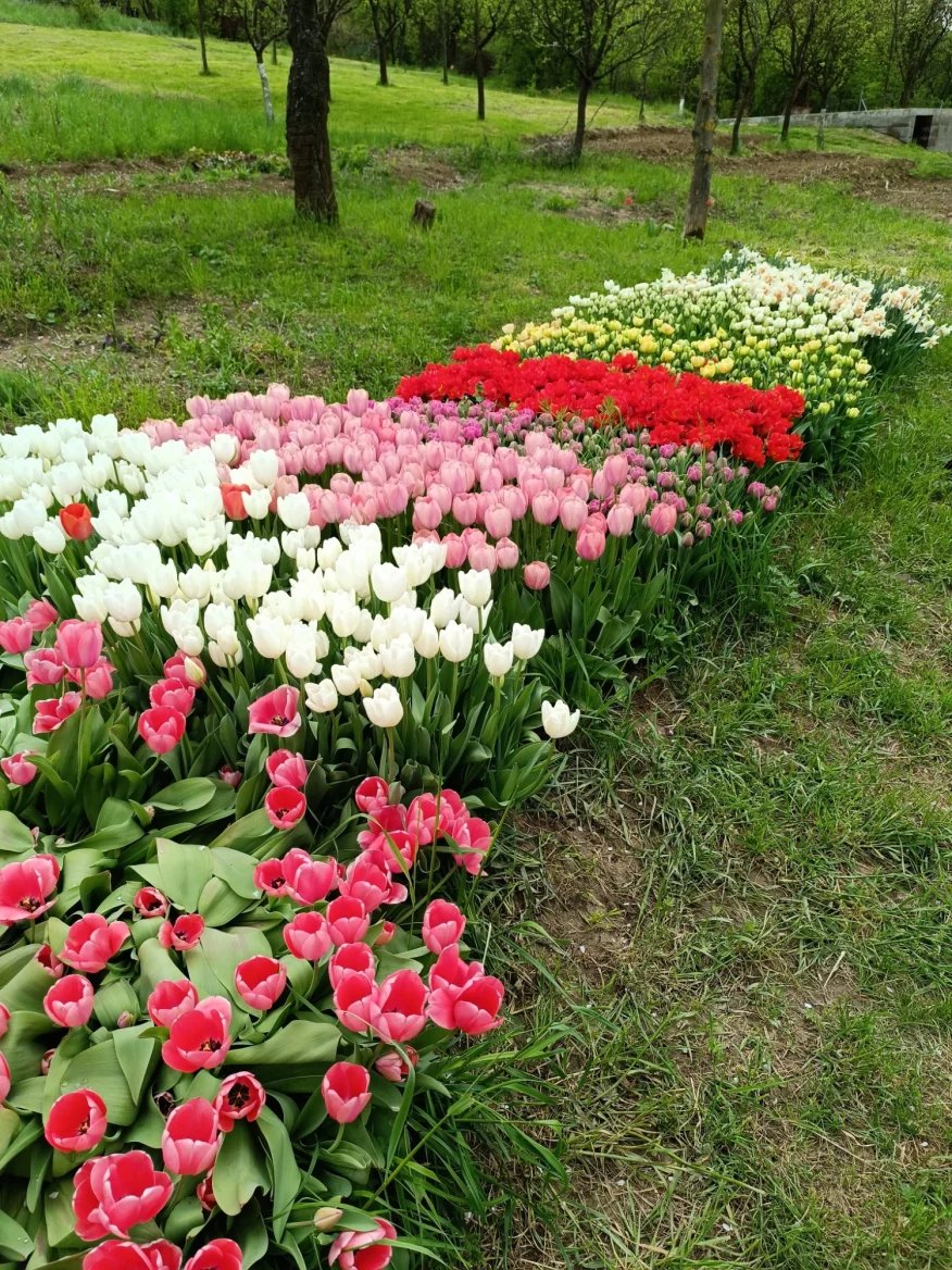 Slovácká květinová farma - tulipány v záhonku