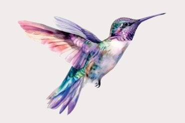 Symbol kolibříka z FN Olomouc