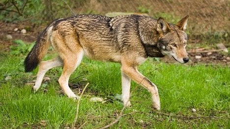 Náhledový obrázek - Marný pokus vzepřít se evoluci: červený vlk zřejmě vymře i podruhé